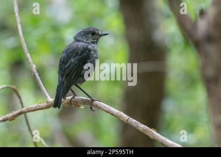 Robin dell'Isola del Nord (Petroica longipes) un uccello passerino endemico trovato nella foresta di Aotearoa Nuova Zelanda. Foto Stock