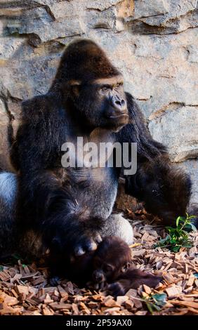 Padre e figlio.Gorilla di costa, Gorilla gorilla.Bioparco.Valencia, Spagna. Foto Stock