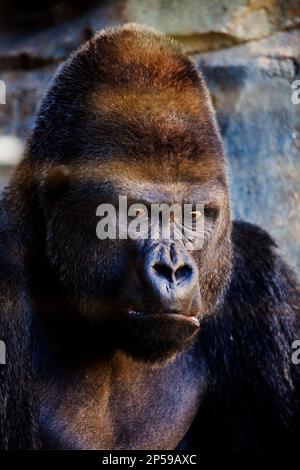 Gorilla di costa, Gorilla gorilla.Bioparco.Valencia, Spagna. Foto Stock