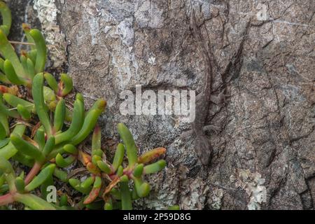 Raukawa Gecko (Woodworthia maculata) una lucertola notturna con grande camouflage che si fonde nel suo habitat in Aotearoa Nuova Zelanda. Foto Stock