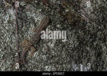 Raukawa Gecko (Woodworthia maculata) una lucertola notturna con grande camouflage che si fonde nel suo habitat in Aotearoa Nuova Zelanda. Foto Stock