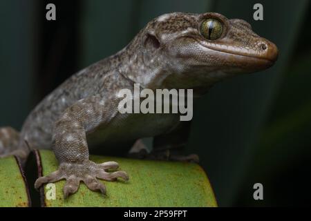 Geco del nord di Duvaucel, Hoplodactylus duvaucelii, la più grande specie di geco della Nuova Zelanda. Queste lucertole si trovano su isole libere offshore predatori. Foto Stock