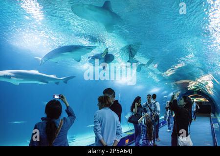 Tunnel sottomarino di 38 metri in zona oceani, i visitatori godono di vita marina, Oceanografico di Félix candela, in Città delle Arti e delle Scienze di S. Calatrava. V Foto Stock