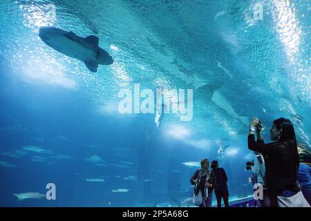 Tunnel sottomarino di 38 metri in zona oceani, i visitatori godono di vita marina, Oceanografico di Félix candela, in Città delle Arti e delle Scienze di S. Calatrava. V Foto Stock