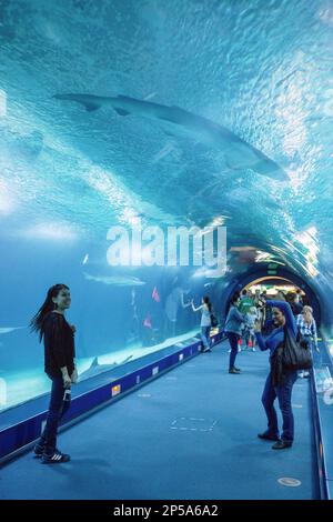 Tunnel sottomarino di 38 metri in zona oceani, i visitatori godono di vita marina, Oceanografico di Félix candela, in Città delle Arti e delle Scienze di S. Calatrava. V Foto Stock