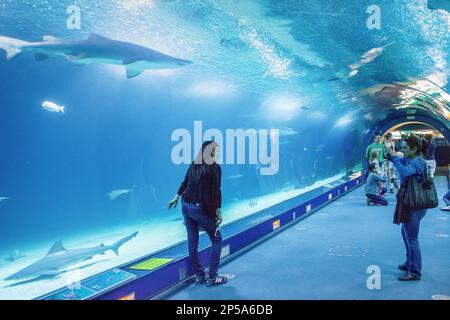 Tunnel sottomarino di 38 metri in zona oceani, i visitatori godono di vita marina, Oceanografico di Félix candela, in Città delle Arti e delle Scienze di S. Calatrava. V Foto Stock