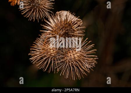 Infiorescenze mature di artium lappa di un burdock pronto per essere fissato all'uomo e all'animale Foto Stock