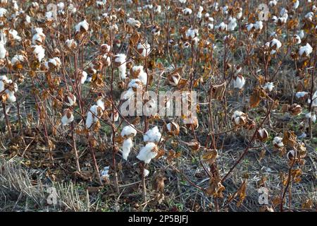 Cotone che cresce in campo, crop failure dovuto a mancanza di pioggia durante tutto l'anno, Kansas. "Gossypium hirsutum" Foto Stock