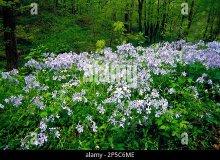 Blue Phlox in fiore presso la riserva naturale Fewrry Wildflower di Shenk nella contea di Lancaster, Pennsylvania Foto Stock