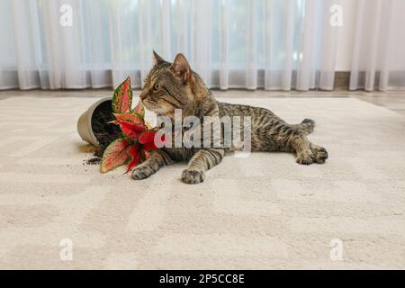Gatto malizioso vicino casa rovesciata pianta su tappeto interno Foto Stock