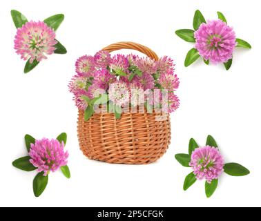 Set con bellissimi fiori trifoglio su sfondo bianco Foto Stock