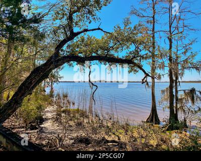 Lungomare del Blakeley state Park Foto Stock