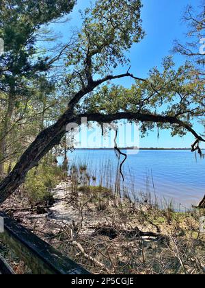 Lungomare del Blakeley state Park Foto Stock