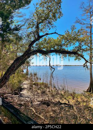 Lungomare del Blakeley state Park Foto Stock