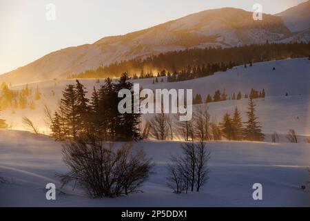 Il sole che sorge illumina la neve che soffia su un campo da golf Snowcreek e sugli alberi di pino a Mammoth Lakes, California. Foto Stock
