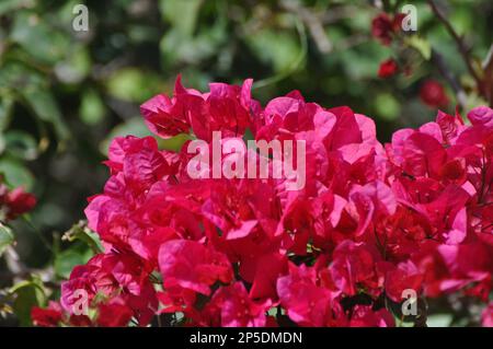 Rosa brillante/viola Barbara Karst Bougainvillea fiori fiorire con cespuglio sullo sfondo Foto Stock