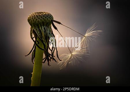 Due semi leggeri rimasti su una testa di dente di leone. Potrebbe rappresentare una coppia più anziana ancora appesa insieme, ma pronta a prendere il volo. Foto Stock