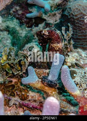 Cavallo di mare lungo marrone sulla barriera corallina nel Mar dei Caraibi, Roatan, Bay Islands, Honduras Foto Stock