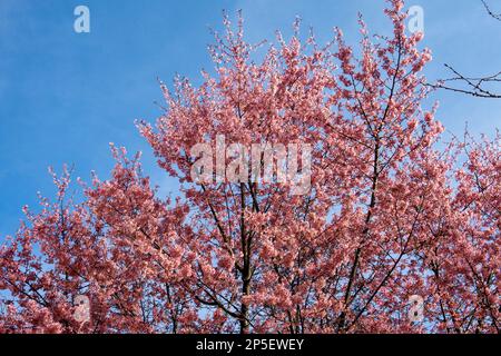 Fiori di ciliegio a Pittsburgh nel 2023 Foto Stock