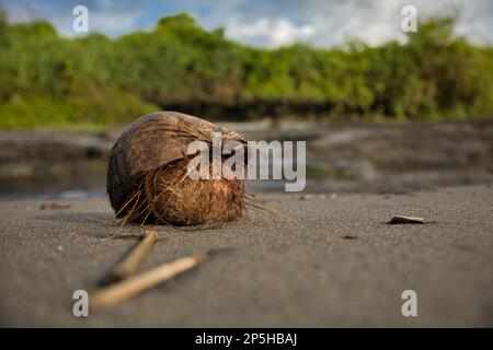 Shot di una noce di cocco in primo piano sdraiato sulla spiaggia del complesso tempio pura Tanah Lot, sullo sfondo diffondere il verde. Foto Stock