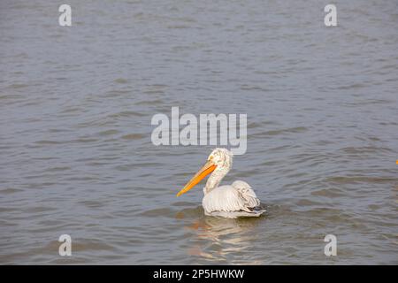 Uccelli acquatici nel suo ambiente naturale, Dalmazia Pelican, Pelecanus crispus Foto Stock