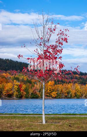 L'acero rosso solitario (Acer rubrum) in corrispondenza del fogliame di picco in ottobre, sulle rive del lago Moosehead a Greenville. Città di Greenville Junction Wharf, Maine. Foto Stock