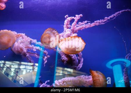 Splendidi pesci jellyfishes rosa che nuotano nell'Acquario Blu. Foto Stock
