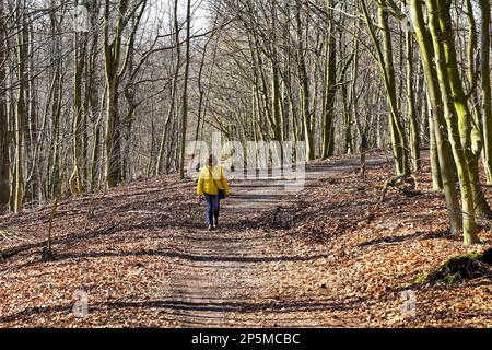 Wandern durch den Teutoburger Wald Foto Stock