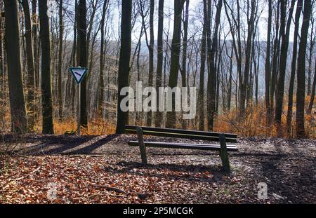 Wandern durch den Teutoburger Wald Foto Stock