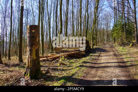 Wandern durch den Teutoburger Wald Foto Stock