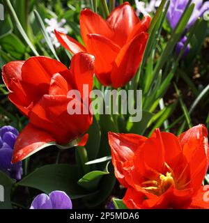 Tulipani rossi iniziali combinati con croci blu viola Foto Stock