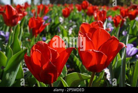 Tulipani rossi in primo piano, croci blu viola sfocati sullo sfondo Foto Stock