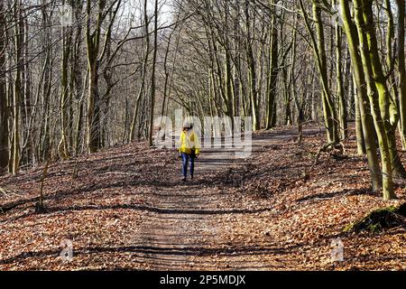 Wandern durch den Teutoburger Wald Foto Stock