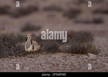 MacQueens bustard (Chlamydotis macqueenii) Foto Stock