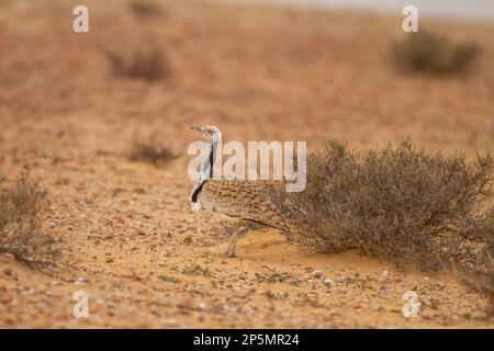 MacQueens bustard (Chlamydotis macqueenii) Foto Stock