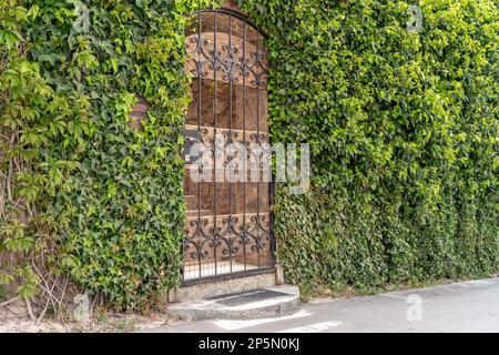 Arco porta del castello con edera. L'arco della porta del castello è coperto di edera verde. L'ingresso della casa è con barre di ferro e una parete di mattoni coperti Foto Stock