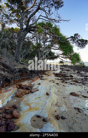 Vista a nord lungo Norfolk Beach sull'isola di Coochiemudlo che mostra gli effetti dell'erosione della spiaggia Foto Stock