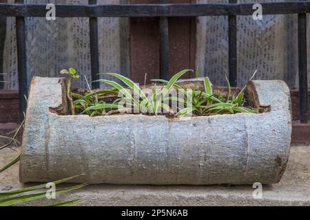 Piantatrice fatta scavando fuori un tronco. Messa a fuoco selettiva Foto Stock