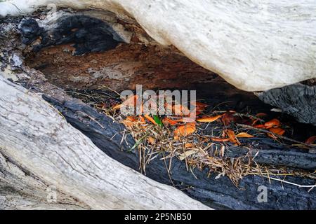 Vivide foglie di mangrovia arancione e erba di mare nella cavità bruciata di un albero morto che giace sulla spiaggia. Coochiemudlo Island, Queensland, Australia. Foto Stock