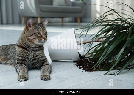Gatto malizioso vicino casa rovesciata pianta sul pavimento interno Foto Stock