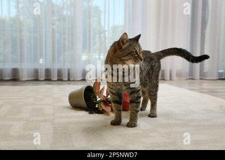 Gatto malizioso vicino casa rovesciata pianta su tappeto interno Foto Stock
