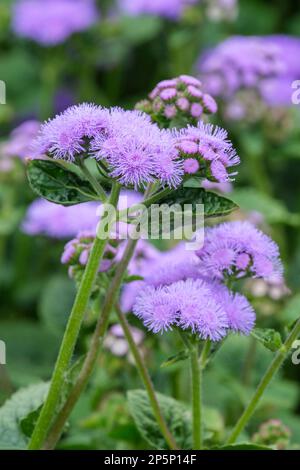 Ageratum hostonianum Blue Horizon, Flower Floss, morbidi grappoli di lavanda a fiori blu-purplish Foto Stock