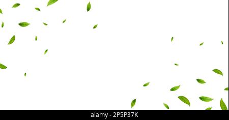 Bordo verde delle foglie. Illustrazione Vettoriale