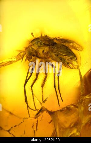 Volo preistorico conservato in ambra Baltico - dalla Lituania Foto Stock
