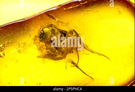 Volo preistorico conservato in ambra Baltico - dalla Lituania Foto Stock