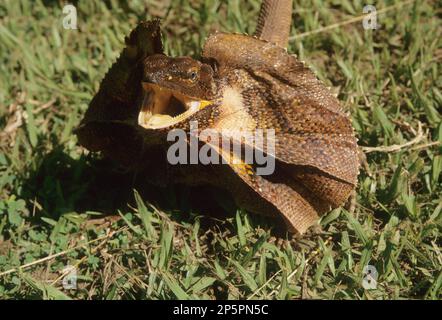 La lucertola frollata (Chlamydosaurus kingii), nota anche come lucertola dal collo fritto o drago fritto, è una specie di lucertola della famiglia Agamidae. Esso Foto Stock