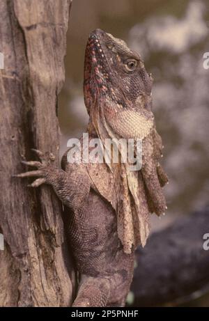 La lucertola frollata (Chlamydosaurus kingii), nota anche come lucertola dal collo fritto o drago fritto, è una specie di lucertola della famiglia Agamidae. Esso Foto Stock