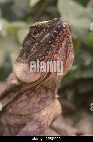 La lucertola frollata (Chlamydosaurus kingii), nota anche come lucertola dal collo fritto o drago fritto, è una specie di lucertola della famiglia Agamidae. Esso Foto Stock