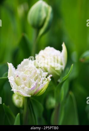 Fantastico tulipano bianco a doppia croccante "Snow Crystal" con i suoi magnifici petali con frange bianche innevate nel giardino primaverile. Foto Stock