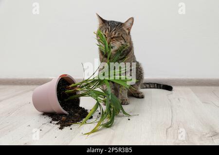 Gatto malizioso vicino casa rovesciata pianta sul pavimento interno Foto Stock